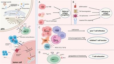 Frontiers | Mechanisms Of Tumor Resistance To Immune Checkpoint ...